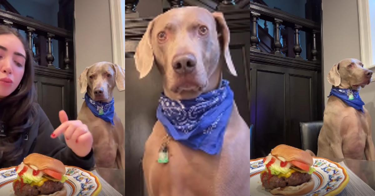 Dog Doesn’t Steal Treats While Owner Has Him on Hidden Camera